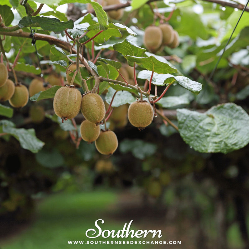 Load image into Gallery viewer, Kiwi Fruit – 100 Seeds
