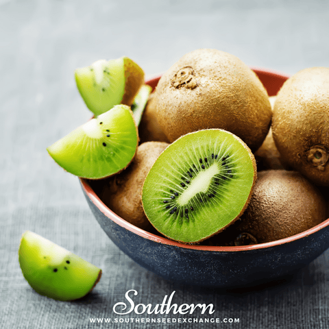 Kiwi Fruit seeds package, 100 count, GrowTime Garden Supply