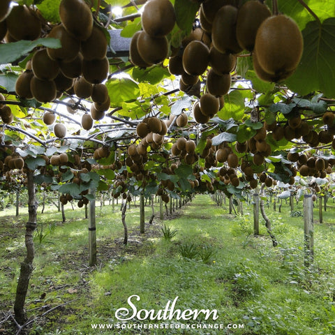 Kiwi Fruit – 100 Seeds, additional product view 2