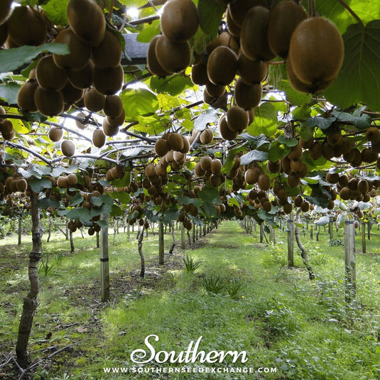 Kiwi Fruit – 100 Seeds