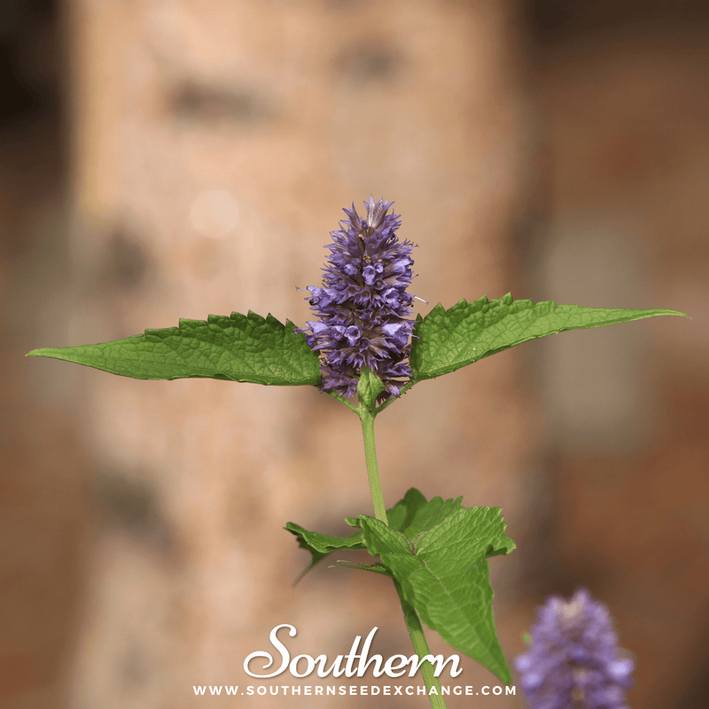 Load image into Gallery viewer, Korean Mint – 50 Seeds
