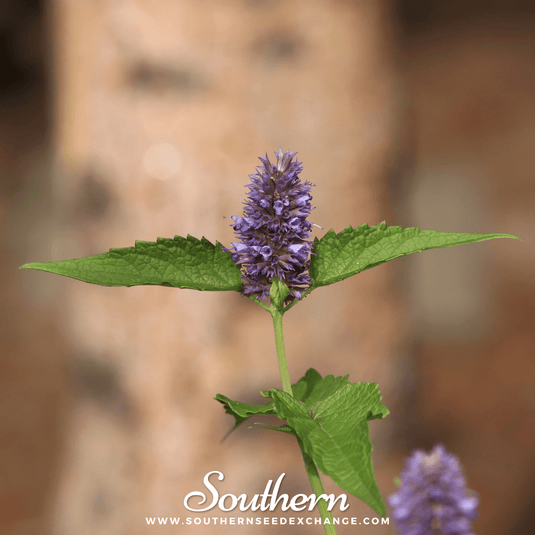 Korean Mint – 50 Seeds
