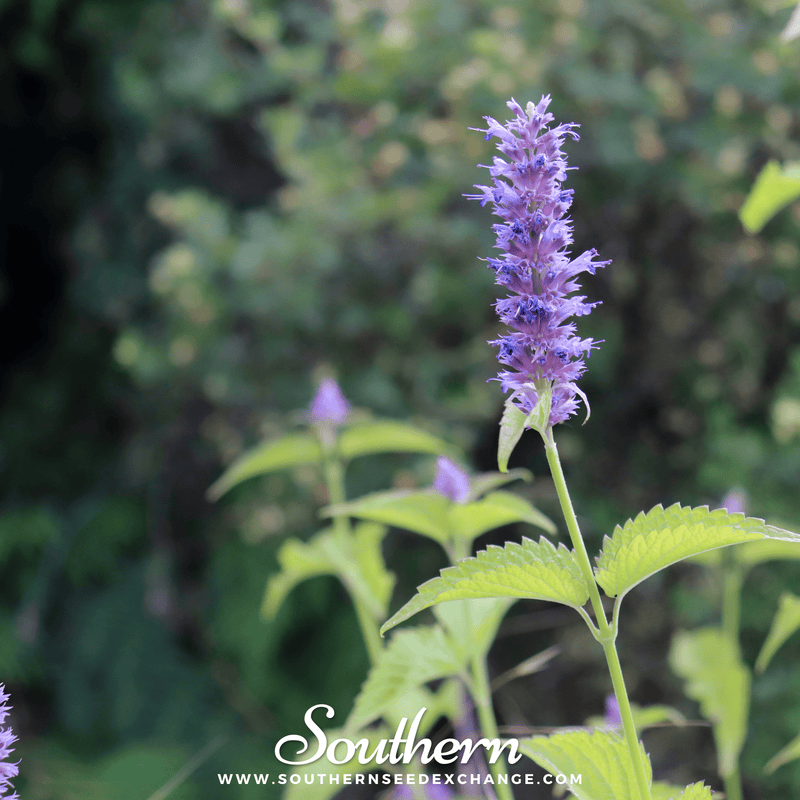 Load image into Gallery viewer, Korean Mint – 50 Seeds
