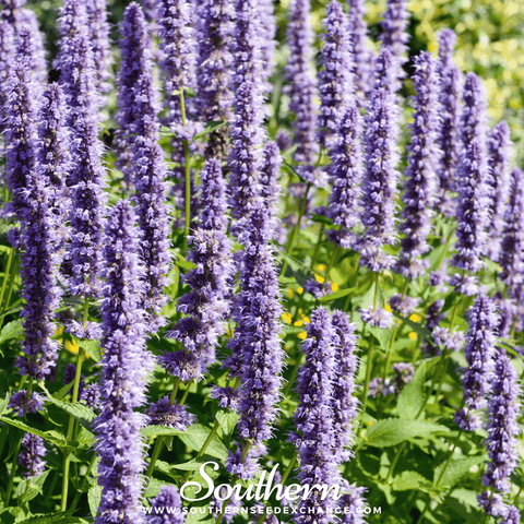 Korean Mint – 50 Seeds, additional product view 2