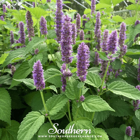 Korean Mint seeds package, 50 count, GrowTime Garden Supply