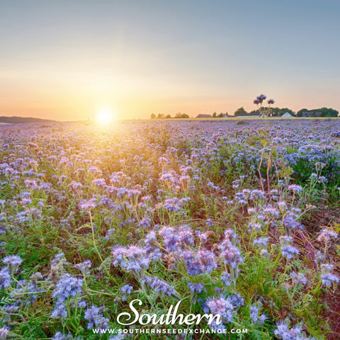 Lacy Phacelia – 200 Seeds, additional product view 2