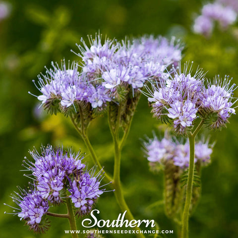 Lacy Phacelia seeds package, 200 count, GrowTime Garden Supply