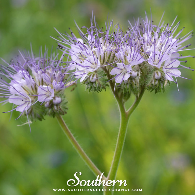 Load image into Gallery viewer, Lacy Phacelia – 200 Seeds
