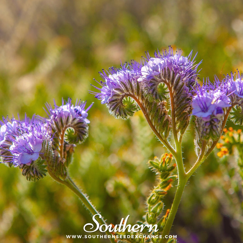 Load image into Gallery viewer, Lacy Phacelia – 200 Seeds

