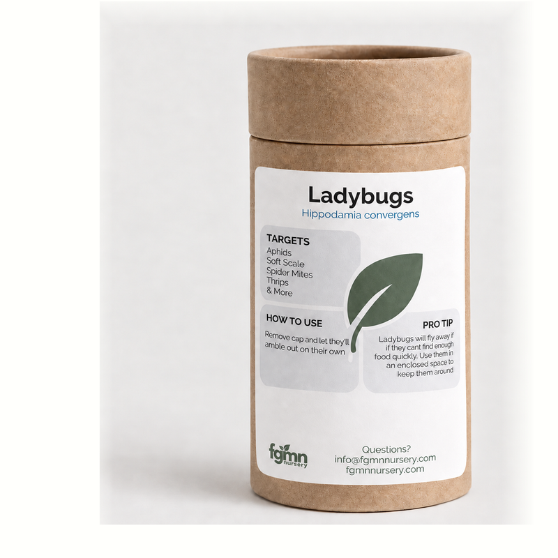 Load image into Gallery viewer, Ladybugs
