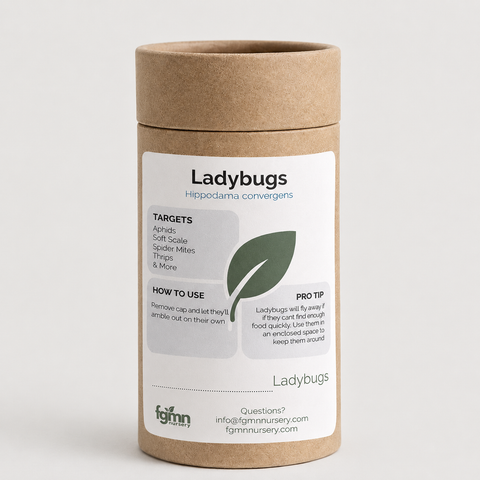Live ladybugs for natural aphid control in gardens.