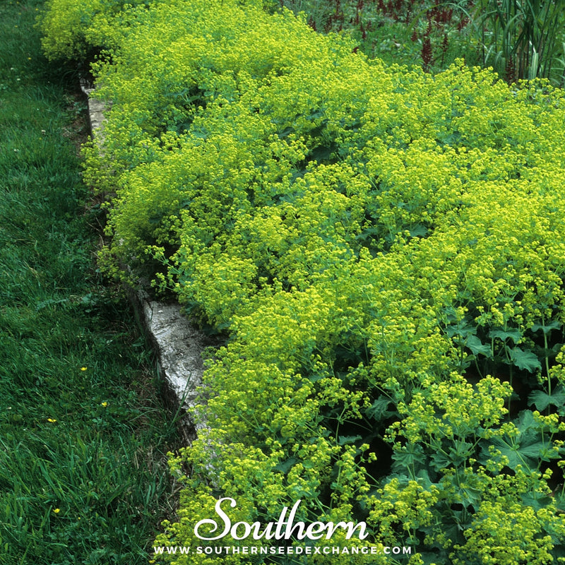 Load image into Gallery viewer, Lady’s Mantle – 50 Seeds
