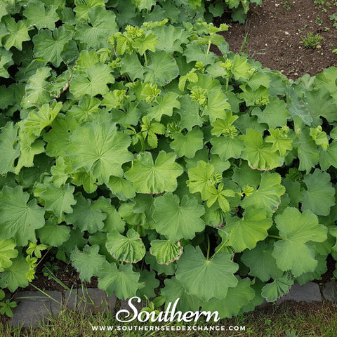 Lady's Mantle seeds package, 50 count, GrowTime Garden Supply