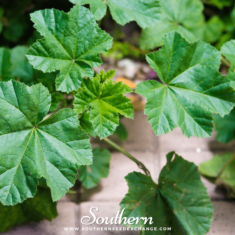 Load image into Gallery viewer, Lady’s Mantle – 50 Seeds
