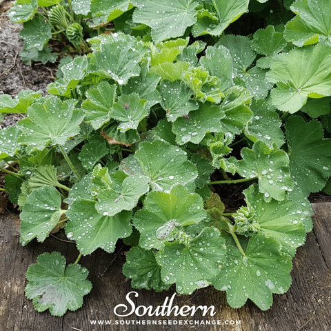 Lady's Mantle – 50 Seeds, additional product view 2