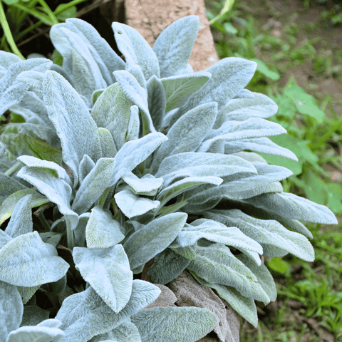 Lamb's Ear seeds package, 50 count, GrowTime Garden Supply