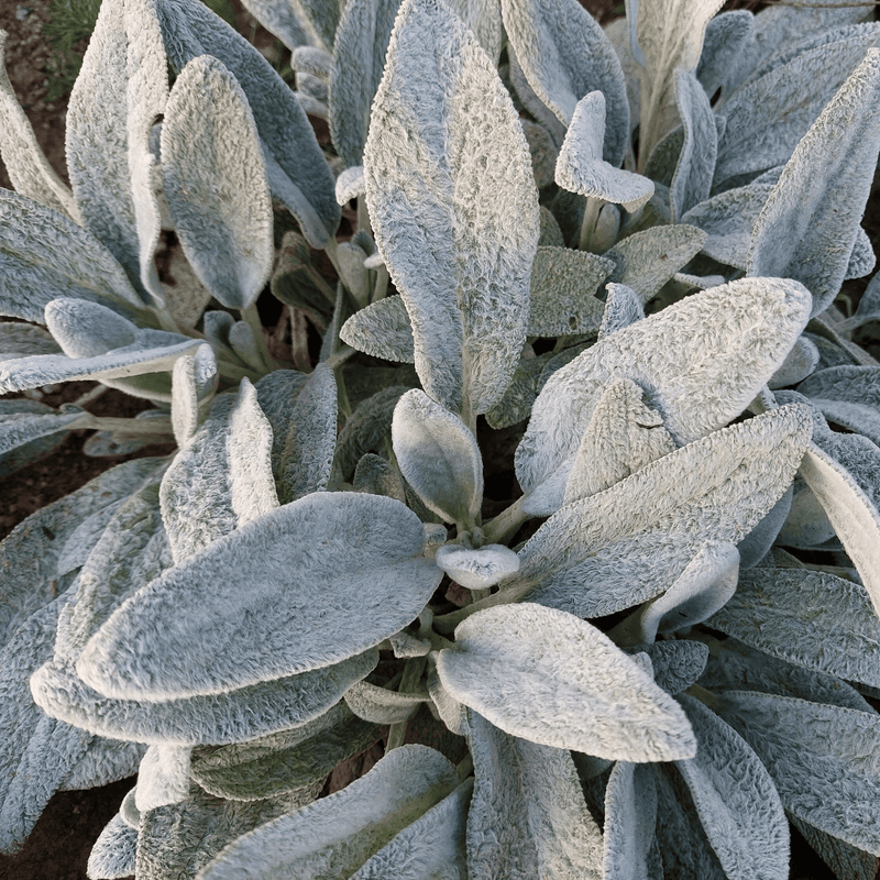 Load image into Gallery viewer, Lamb’s Ear – 50 Seeds
