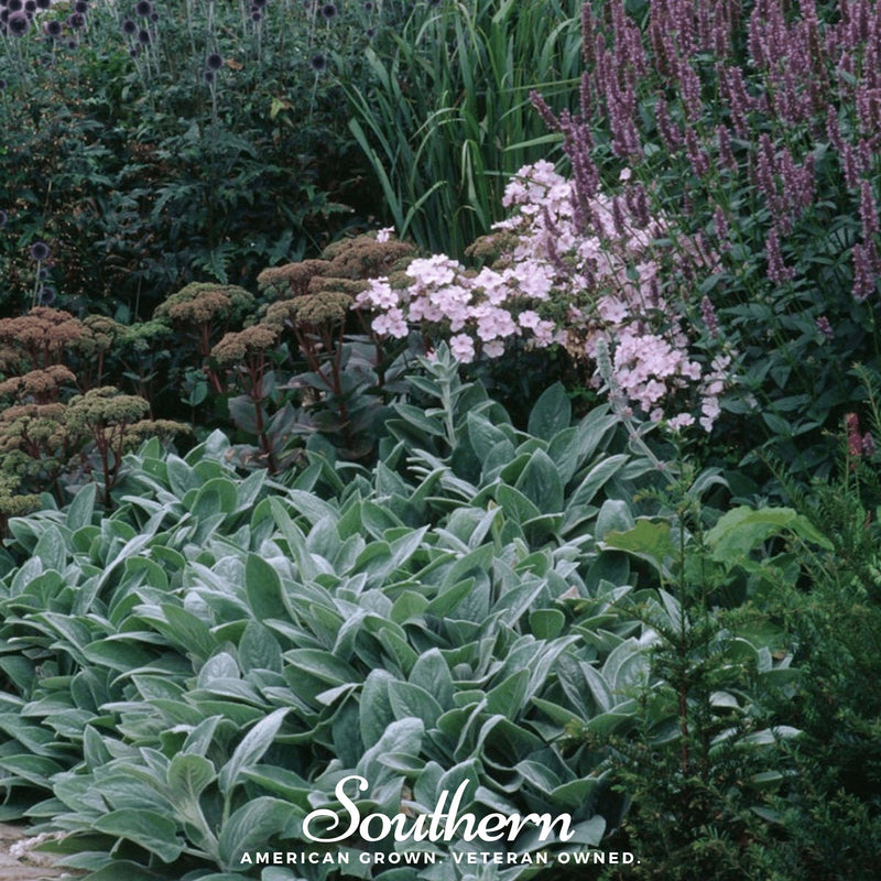Load image into Gallery viewer, Lamb’s Ear – 50 Seeds
