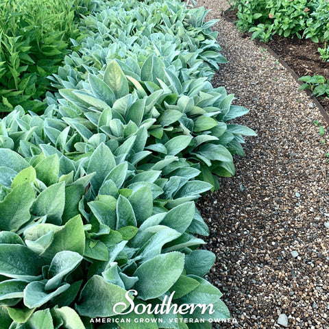 Lamb's Ear – 50 Seeds, additional product view 2
