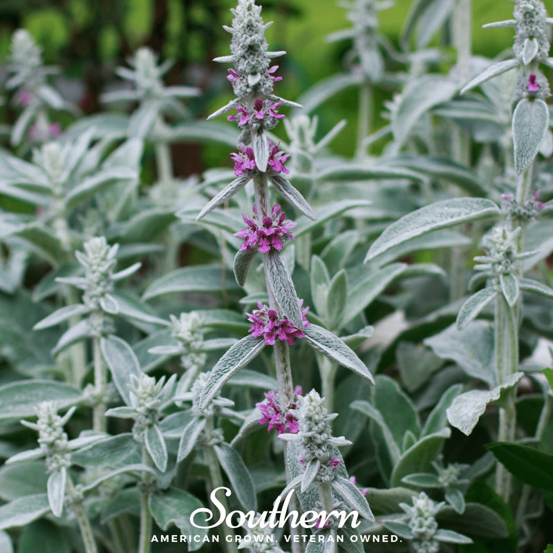 Load image into Gallery viewer, Lamb’s Ear – 50 Seeds
