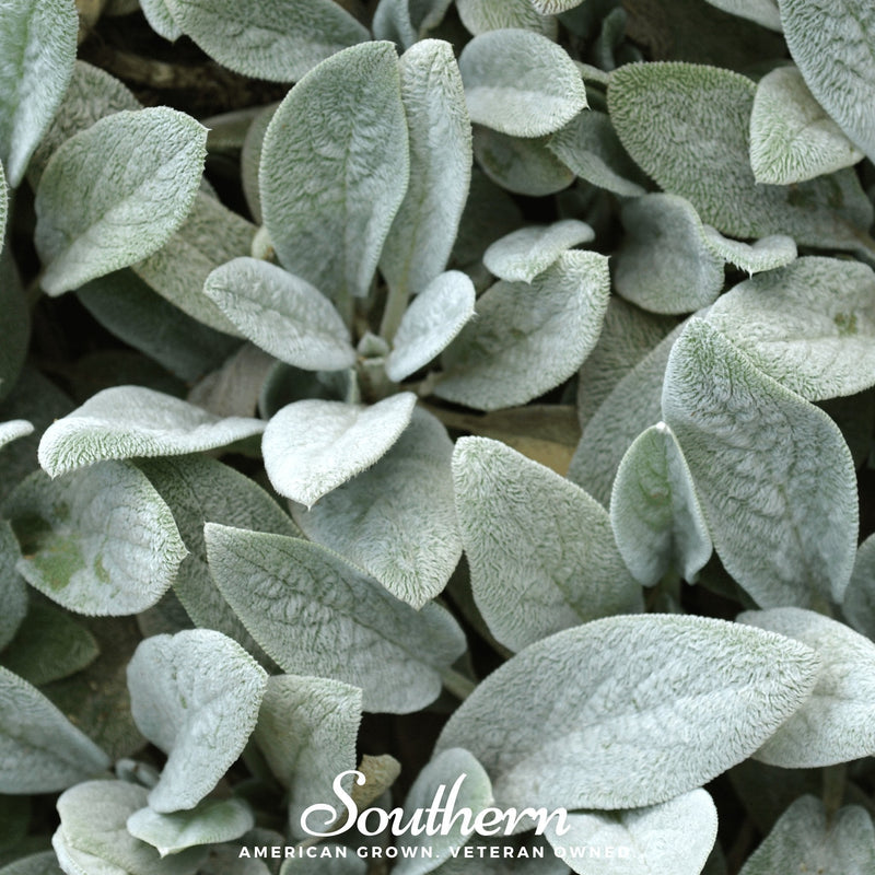 Load image into Gallery viewer, Lamb’s Ear – 50 Seeds
