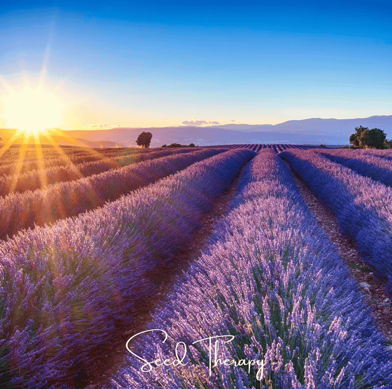 Load image into Gallery viewer, English Lavender – 100 Seeds
