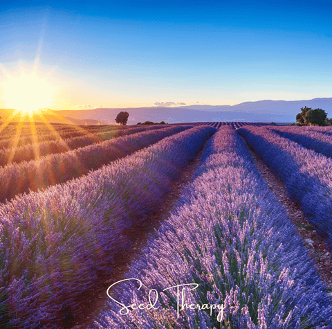 English Lavender 100 Seeds