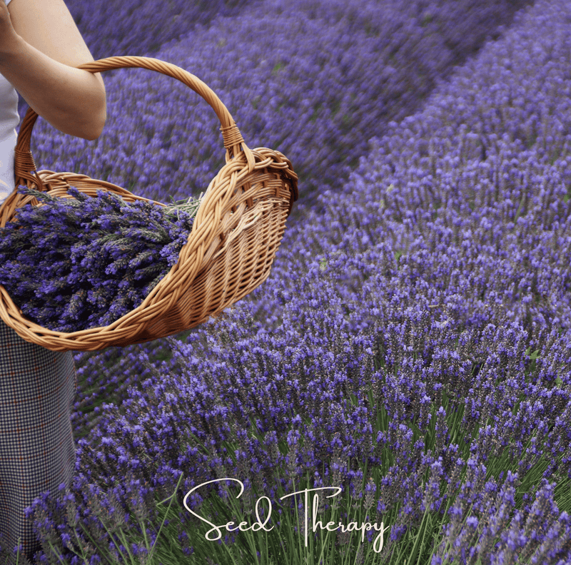 Load image into Gallery viewer, English Lavender – 100 Seeds
