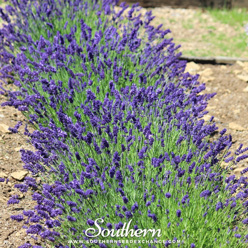 Load image into Gallery viewer, Hidcote Lavender – 50 Seeds
