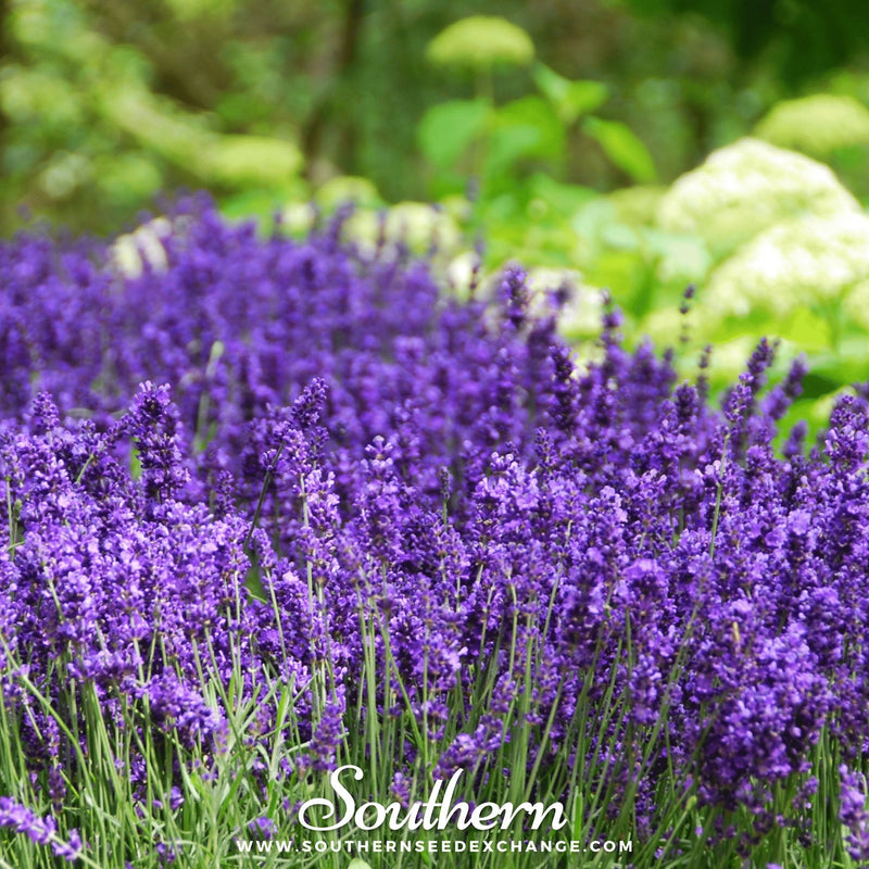 Load image into Gallery viewer, Hidcote Lavender – 50 Seeds
