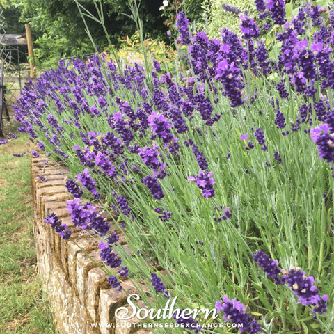 Hidcote Lavender seeds package, 50 count, GrowTime Garden Supply