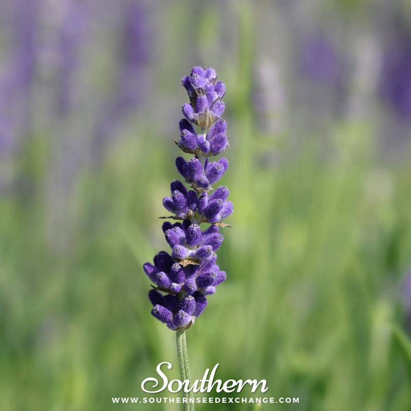 Load image into Gallery viewer, Hidcote Lavender – 50 Seeds

