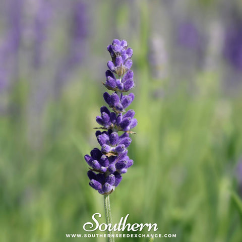 Hidcote Lavender – 50 Seeds, additional product view 2