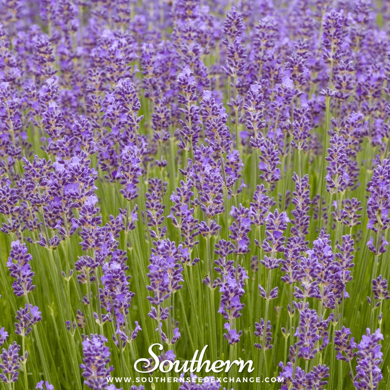 Load image into Gallery viewer, Munstead Lavender – 50 Seeds

