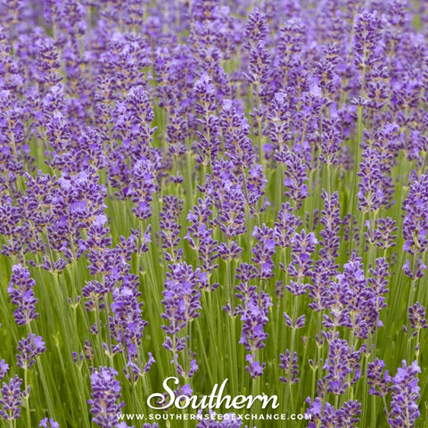 Munstead Lavender – 50 Seeds, additional product view 2