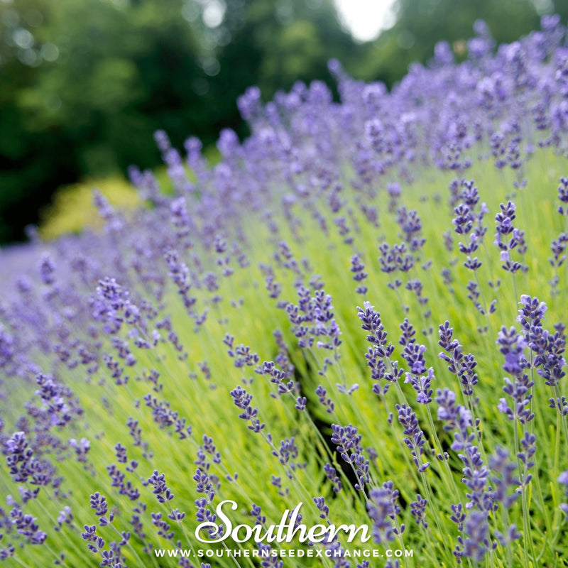 Load image into Gallery viewer, Munstead Lavender – 50 Seeds
