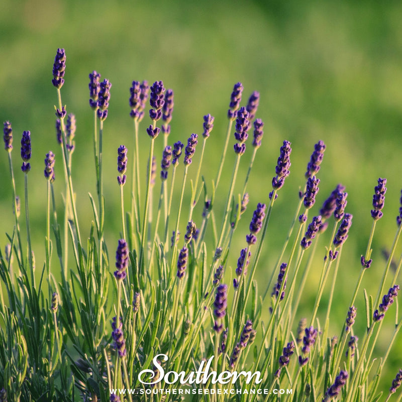 Load image into Gallery viewer, Munstead Lavender – 50 Seeds
