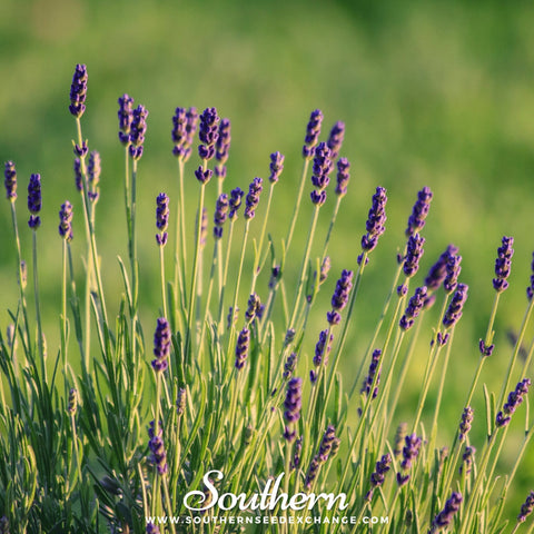 Munstead Lavender seeds package, 50 count, GrowTime Garden Supply