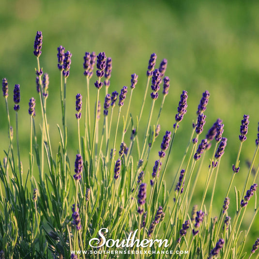 Munstead Lavender – 50 Seeds