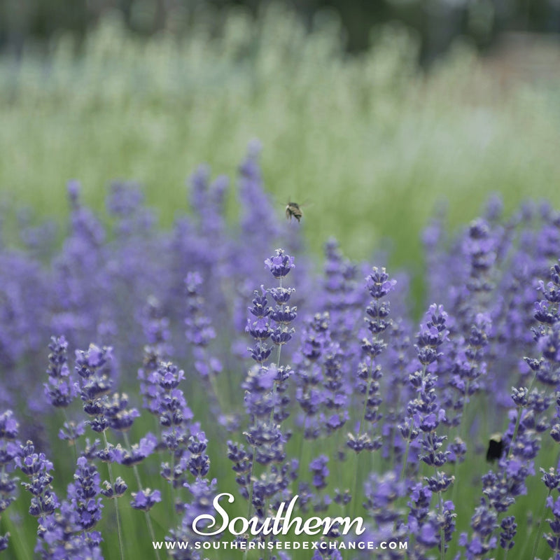 Load image into Gallery viewer, Munstead Lavender – 50 Seeds
