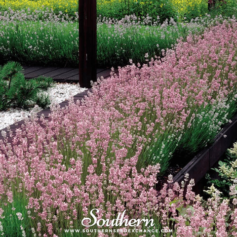 Pink Lavender – 20 Seeds, additional product view 2