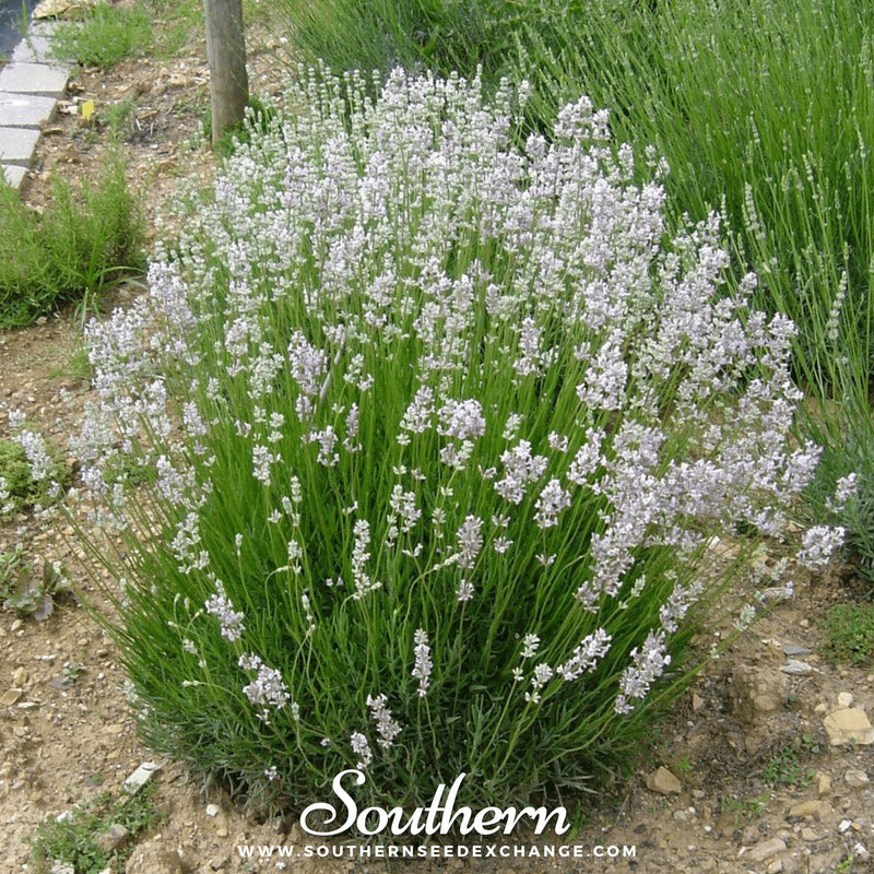 Load image into Gallery viewer, Pink Lavender – 20 Seeds

