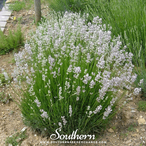 Pink Lavender seeds package, 20 count, GrowTime Garden Supply