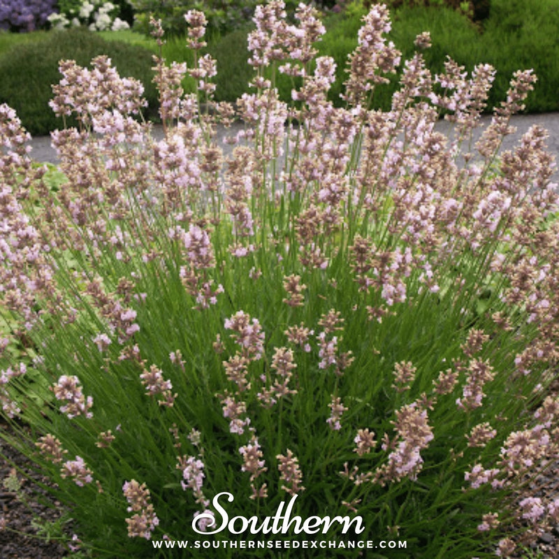 Load image into Gallery viewer, Pink Lavender – 20 Seeds

