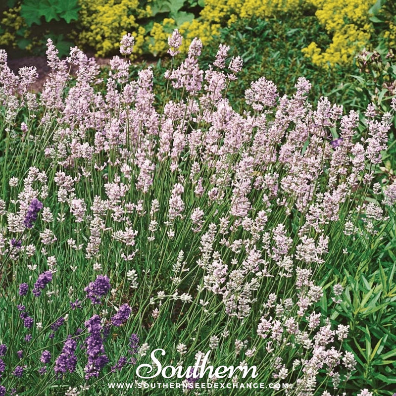 Load image into Gallery viewer, Pink Lavender – 20 Seeds
