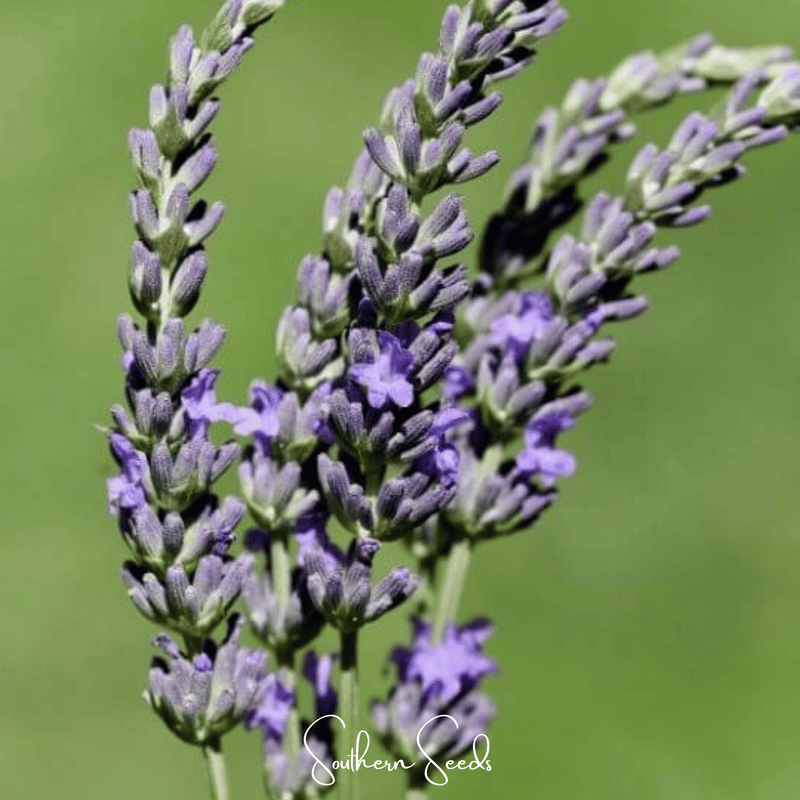Load image into Gallery viewer, Spike Lavender – 100 Seeds
