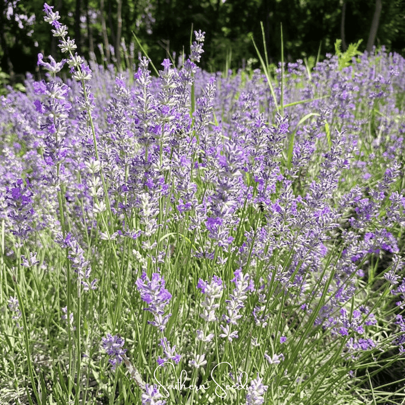 Load image into Gallery viewer, Spike Lavender – 100 Seeds
