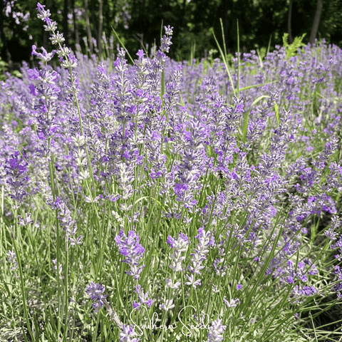 Spike Lavender – 100 Seeds, additional product view 2