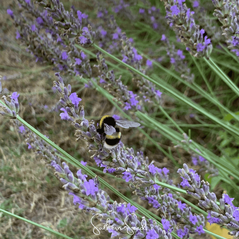 Load image into Gallery viewer, Spike Lavender – 100 Seeds
