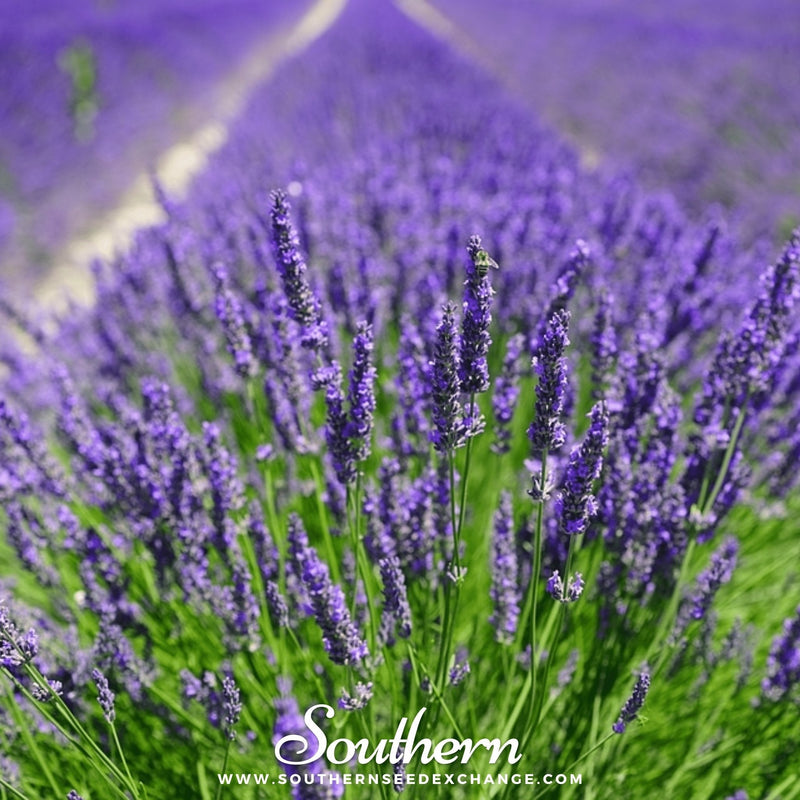 Load image into Gallery viewer, Vera Lavender – 100 Seeds
